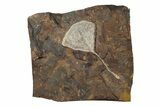 Paleocene Fossil Ginkgo Leaf - North Dakota #270197-1